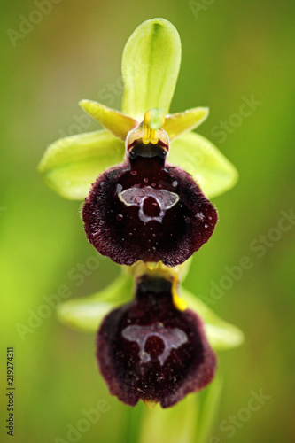 Fototapeta Naklejka Na Ścianę i Meble -  Ophrys tenthredinifera, Sawfly Orchid,Ophrys incubacea, Dark Ophrys, Gargano in Italy. Flowering European terrestrial wild orchid, nature habitat. Beautiful detail of bloom, spring scene from Europe. 