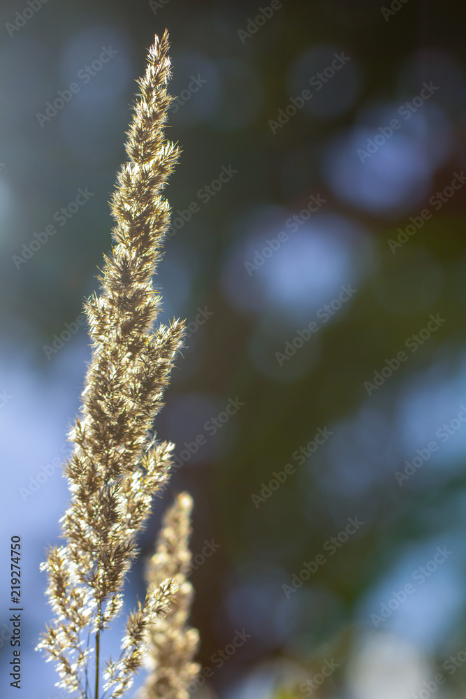 Naklejka premium High grass on a summer green meadow filled with light
