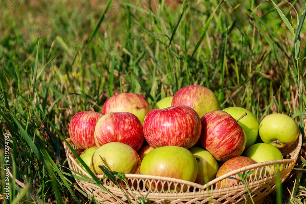 Fresh ripe apples in basket on the green grass Fresh ripe apples in basket on the green grass