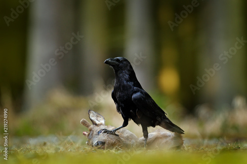 Raven with dead European Roe Deer, carcass in the forest. Black bird with head on the the forest road. Animal behavir, feeding scene in Germany, Europe.