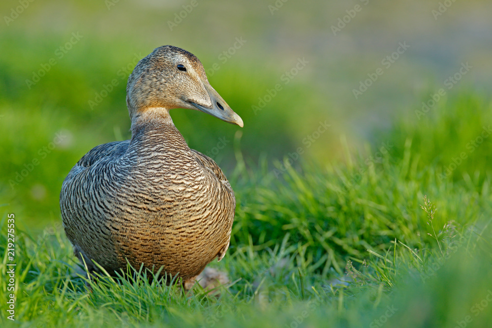 Fototapeta premium Eider, Somateria mollissima, hidden in the green grass. Portrait of bird in the nature habitat, coast of Norway. Beautiful wildlife scene with birds head.