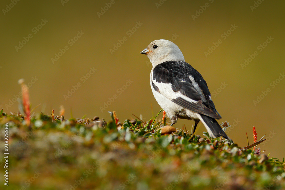 Obraz premium Snow bunting, Plectrophenax nivalis, passerine bird from family Calcariidae, Arctic specialist from Svalbard, Norway. Bird in the grass, nature habitat. Wildlife scene from nature.