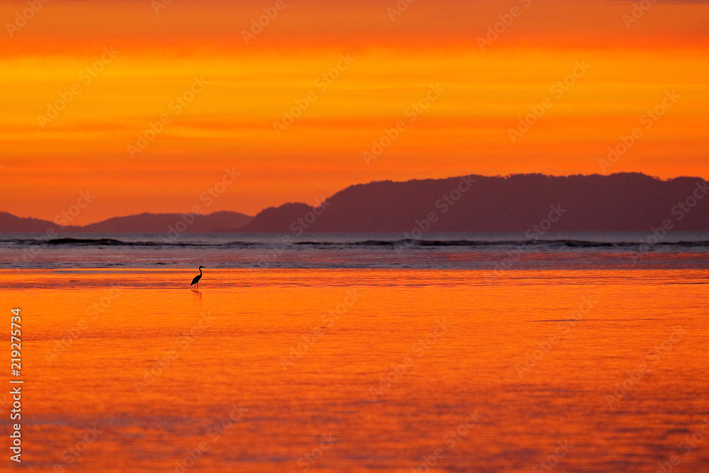 Bird with beautiful orange sunset. White heron in the nature coast habitat, delta of Tarcoles river, Costa Rica. Misty evening landscape with bird, in the ocean sea water. Art view on tropic nature.