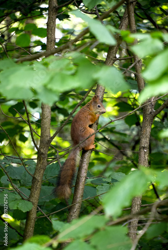 Wild squirrel sits on a branch among the leaves