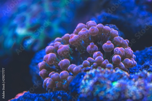 Fotografie abstract underwater world of microorganism ands corals closeup