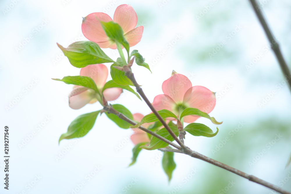 Obraz premium Dogwood Bloom