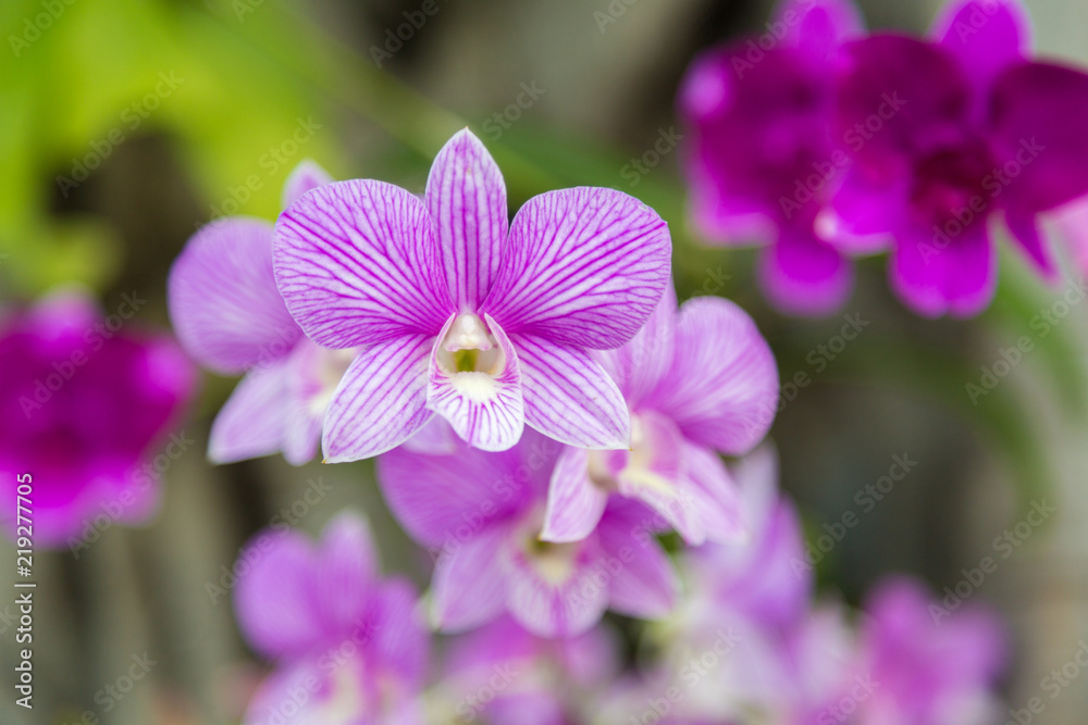 Thailand purple orchid flowers