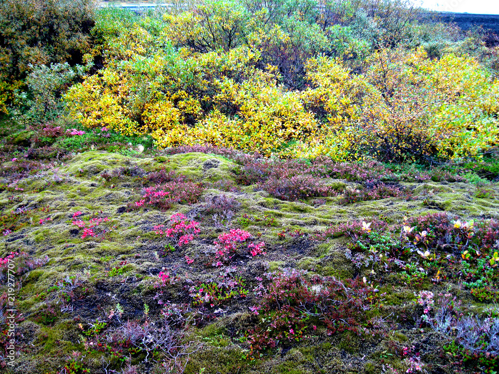 Obraz premium Colors of Iceland