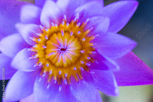 Macro purple lotus pollen