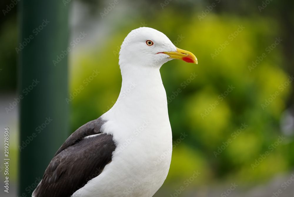 Seagull portrait Seagull portrait