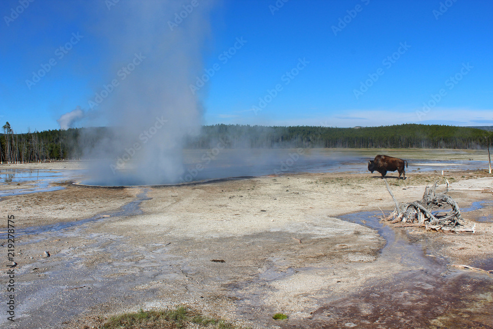 bison and geyser Yelowstone National Park