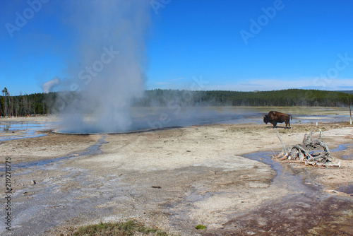 bison and geyser Yelowstone National Park