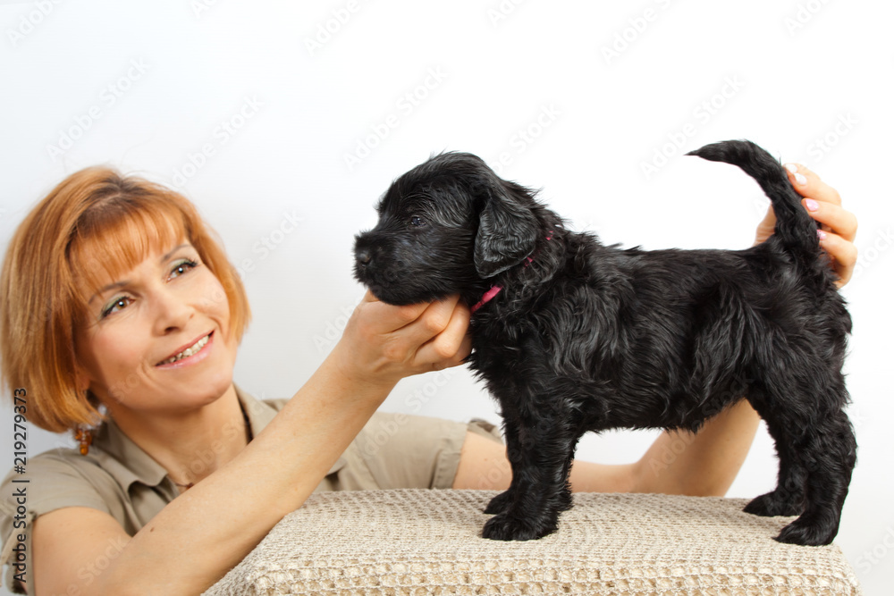 Black Russian Terrier puppy one month age in the exhibition stand Black Russian Terrier puppy one month age in the exhibition stand