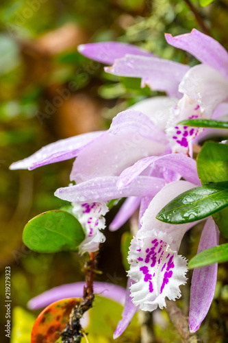 Rare orchids that are particularly high mountains,Paphiopedilum photo