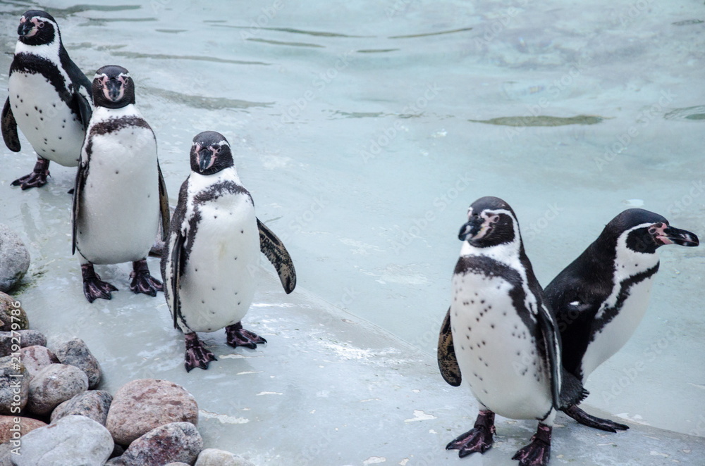 Obraz premium Penguins