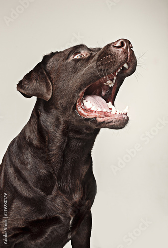 Labrador retriever breed dog barks dangerously teeth and catches treats wide angle. emotions of animals and angry concept. © master1305