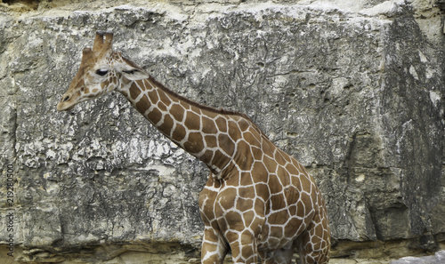 Photography Giraffe