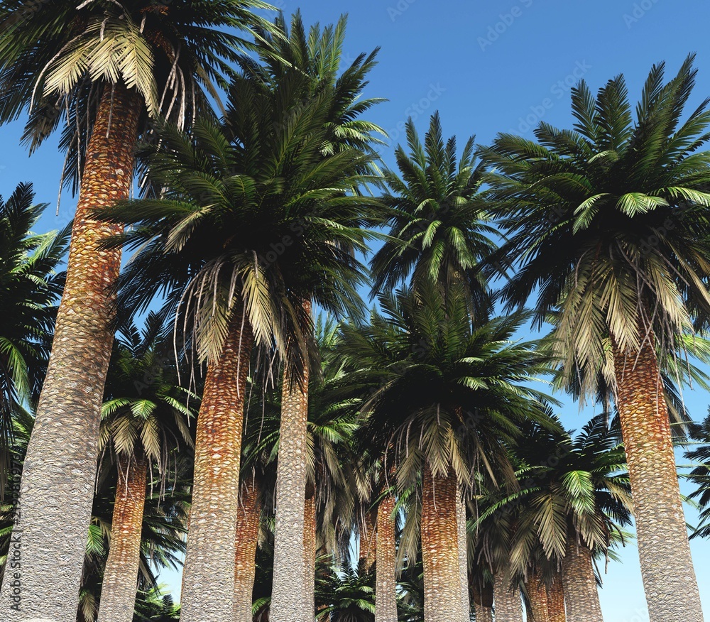 Fototapeta premium Palm trees against the sky. Palm Grove. 