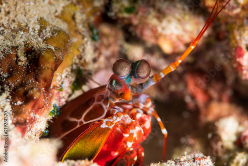 short beak mantis shrimp photo