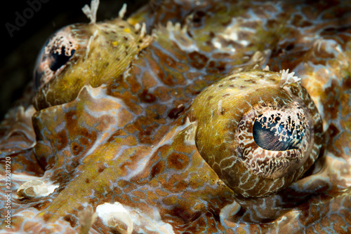 fringe-eyed crcodile flathead fish photo