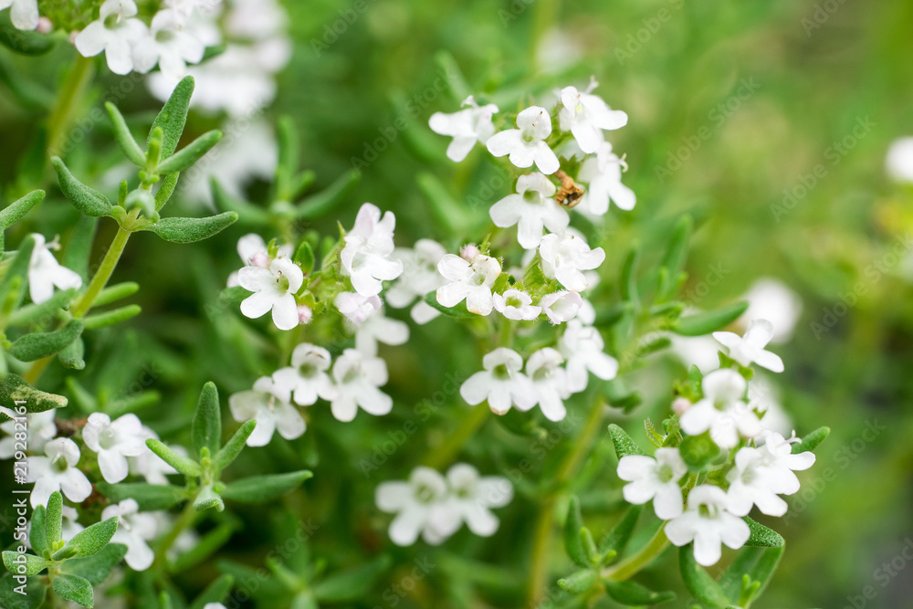 Closeup of thyme flowers (Thymus vulgaris)