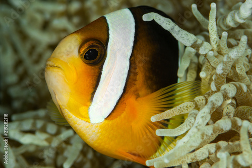 clark's anemonefish fish photo