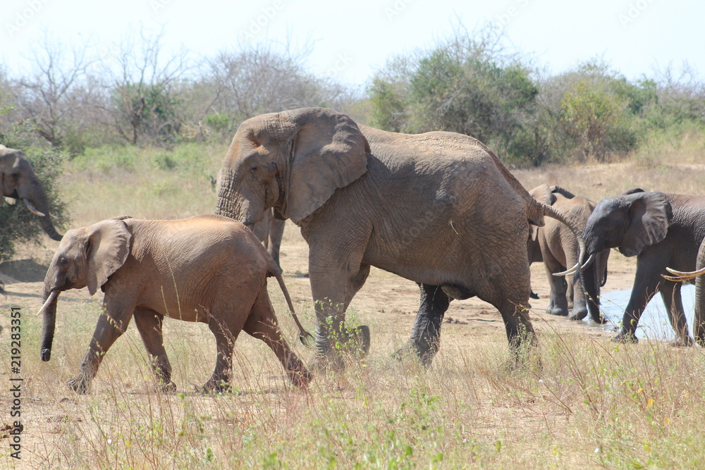 Fototapeta premium tzavo