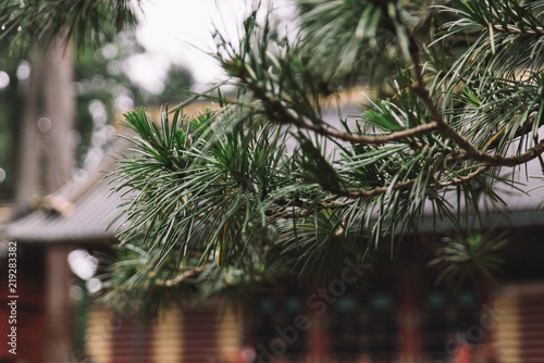 A Pine Tree Outside a Temple in Japan
