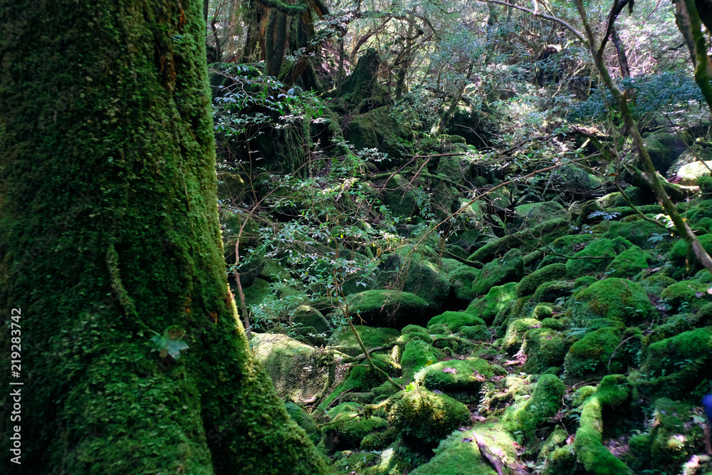 屋久島/yakushima island 屋久島/yakushima island