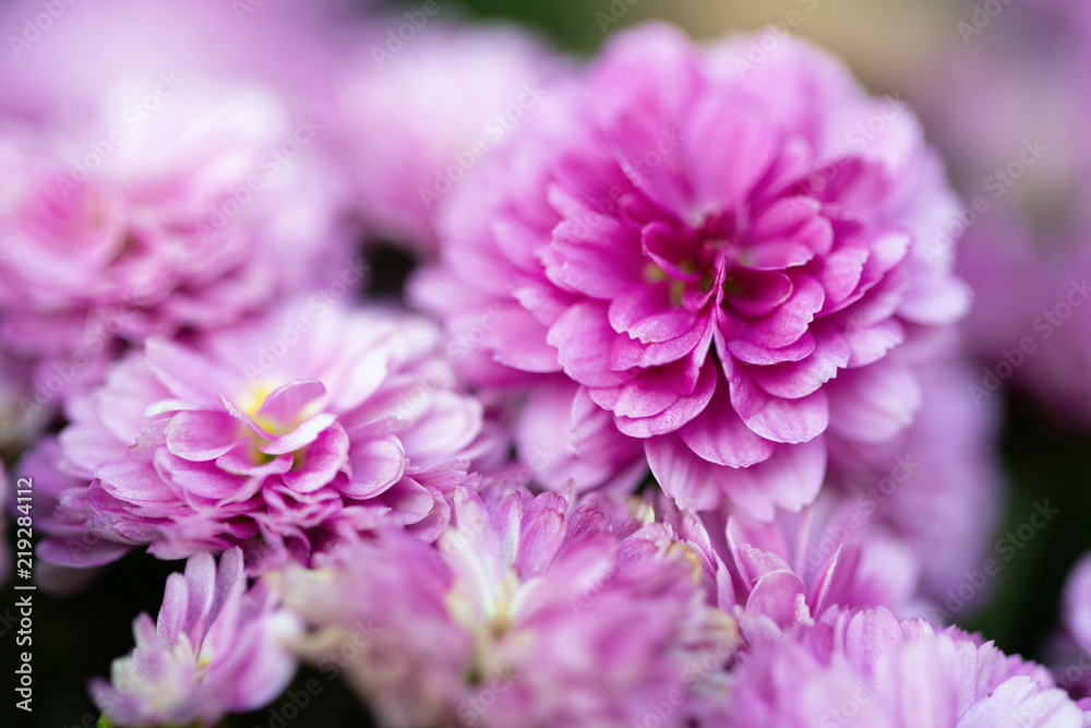 Beautiful pink chrysanthemums as background picture