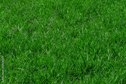 Wallpaper Mural Green grass background texture Torontodigital.ca