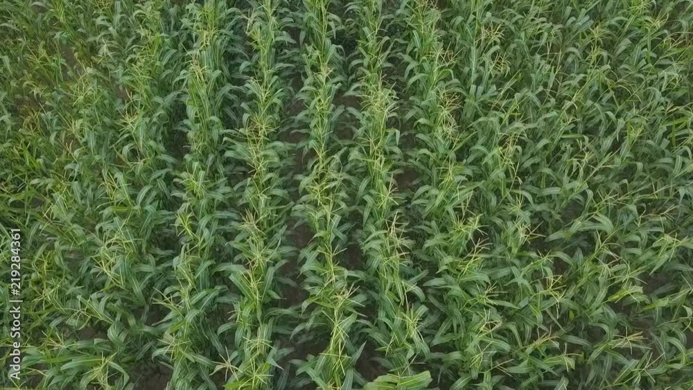 Green Corn Field In Cloudy Weather. Aerial Drone Footage. 60p Green Corn Field In Cloudy Weather. Aerial Drone Footage. 60p