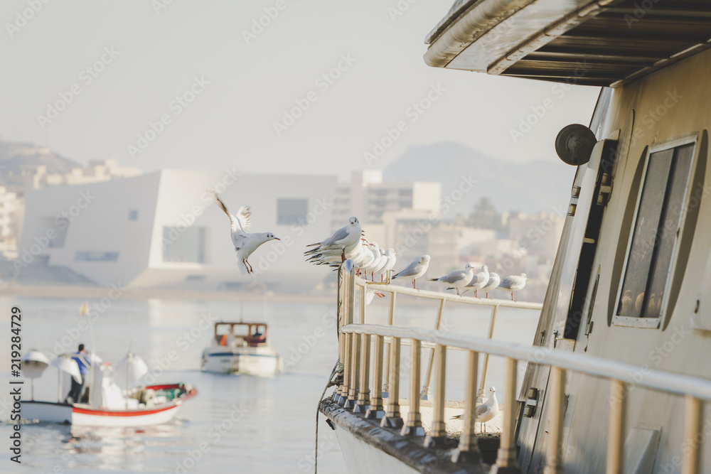 Obraz premium Photographs of seagulls in the port of Aguilas, Murcia