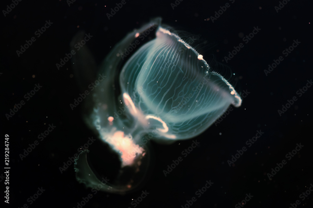 Fototapeta premium Close-up picture of beautiful jellyfish floating in ocean