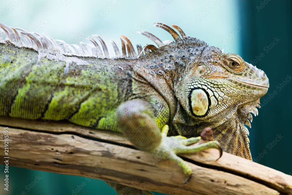 Fototapeta premium Green Iguana on branch