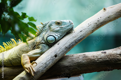 Green iguana climbing on a branch, close-up