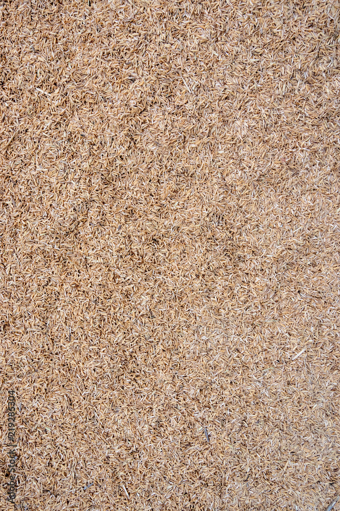 Organic paddy jasmine rice texture for background Organic paddy jasmine rice texture for background