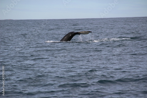 Whale tail in cold sea of Iceland