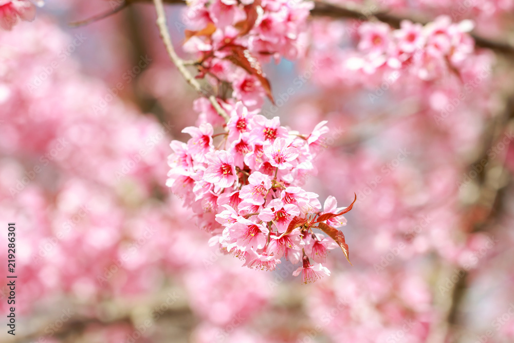 Wild Himalayan Cherry Blossoms in spring season (Prunus cerasoides), Sakura in Thailand, selective focus, Phu Lom Lo, Loei, Thailand. Wild Himalayan Cherry Blossoms in spring season (Prunus cerasoides), Sakura in Thailand, selective focus, Phu Lom Lo, Loei, Thailand.