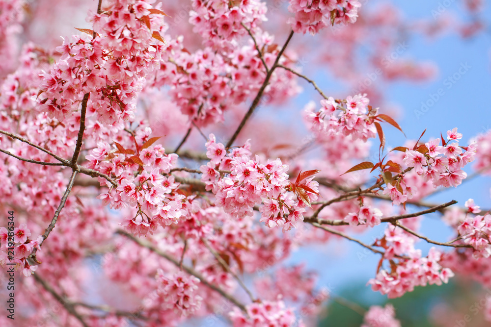 Wild Himalayan Cherry Blossoms in spring season (Prunus cerasoides), Sakura in Thailand, selective focus, Phu Lom Lo, Loei, Thailand. Wild Himalayan Cherry Blossoms in spring season (Prunus cerasoides), Sakura in Thailand, selective focus, Phu Lom Lo, Loei, Thailand.