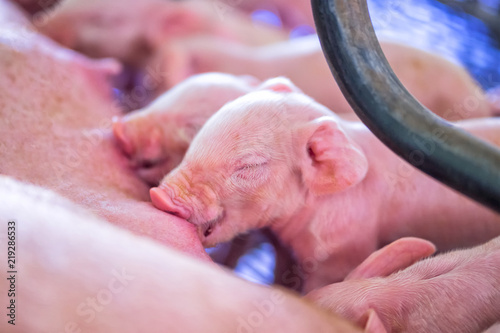Small piglet sucking milk from breast of fertile sow lying in the stall, group of mammal stay indoor on the farm
