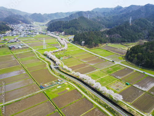 桜並木 ドローン空撮 岐阜県彦坂 photo