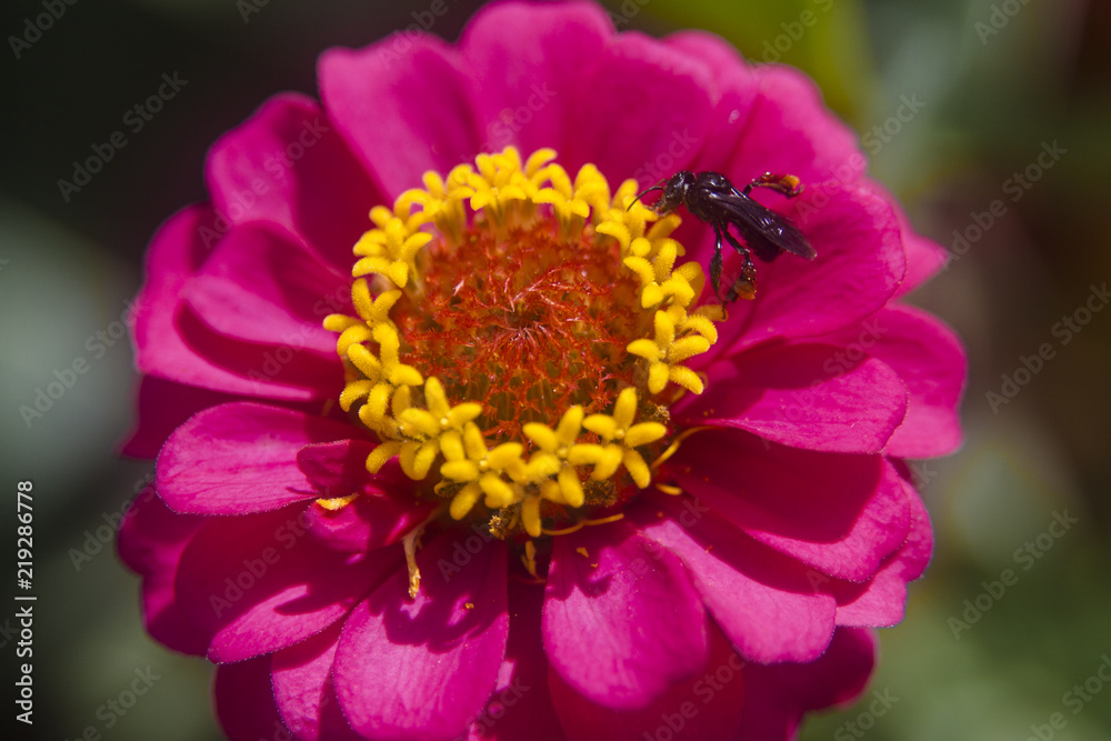 The bee to walk and pollinate, and beautiful flower, in the colors pink, yellow and red, in the lands of Minas Gerais, Brazil.