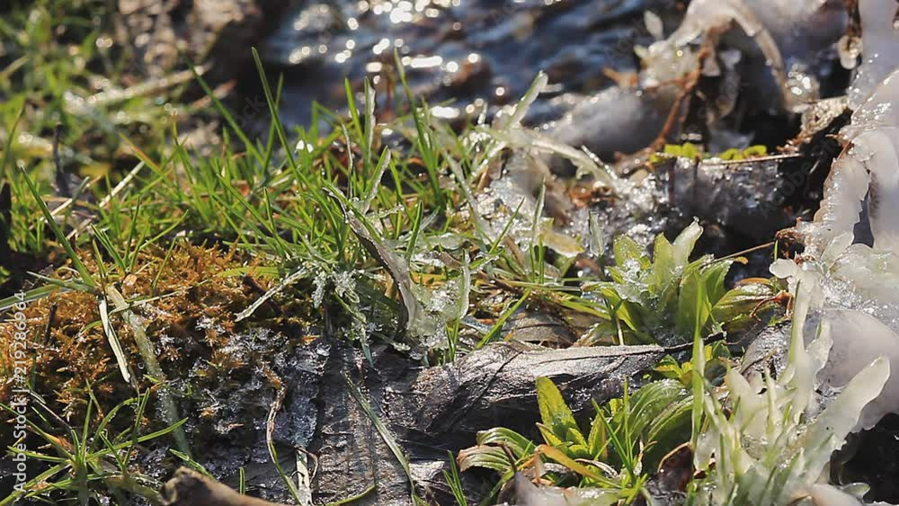 Green grass is growing on the shore of the small creek Green grass is growing on the shore of the small creek