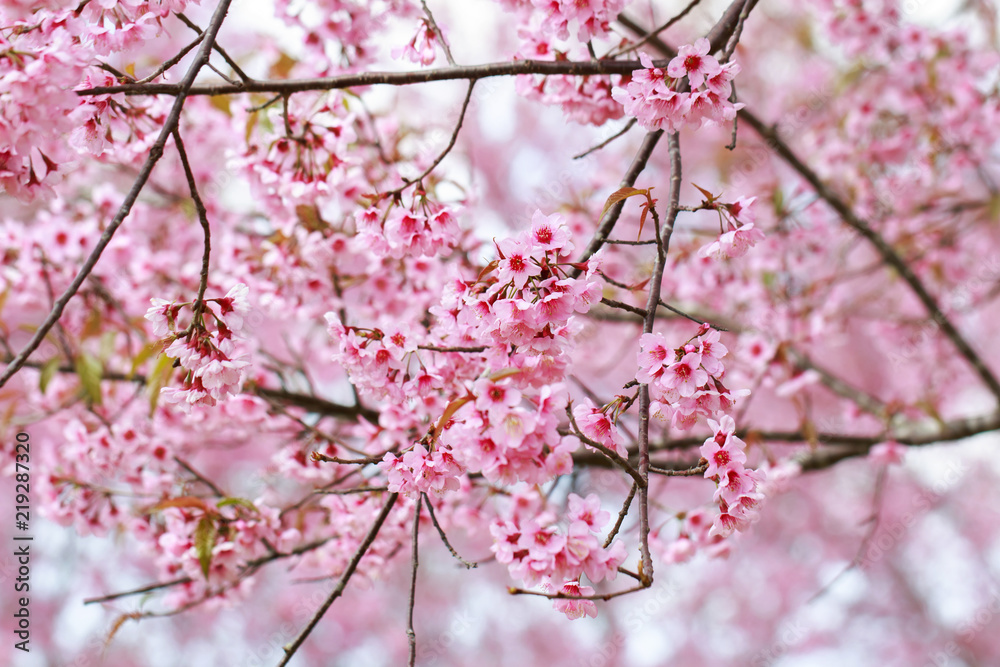 Wild Himalayan Cherry Blossoms in spring season (Prunus cerasoides), Sakura in Thailand, selective focus, Phu Lom Lo, Loei, Thailand. Wild Himalayan Cherry Blossoms in spring season (Prunus cerasoides), Sakura in Thailand, selective focus, Phu Lom Lo, Loei, Thailand.