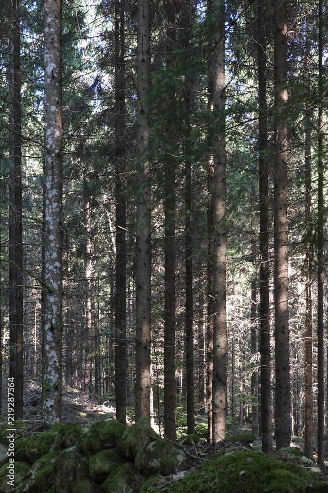 Fototapeta premium Swedish forest