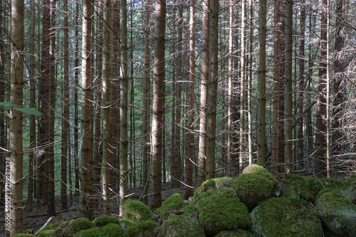 Fototapeta Naklejka Na Ścianę i Meble -  Swedish forest