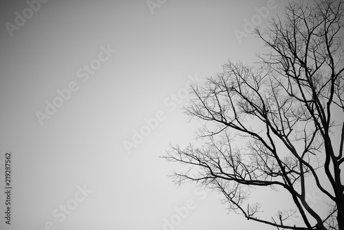 Black and white branches of dead tree halloween concept