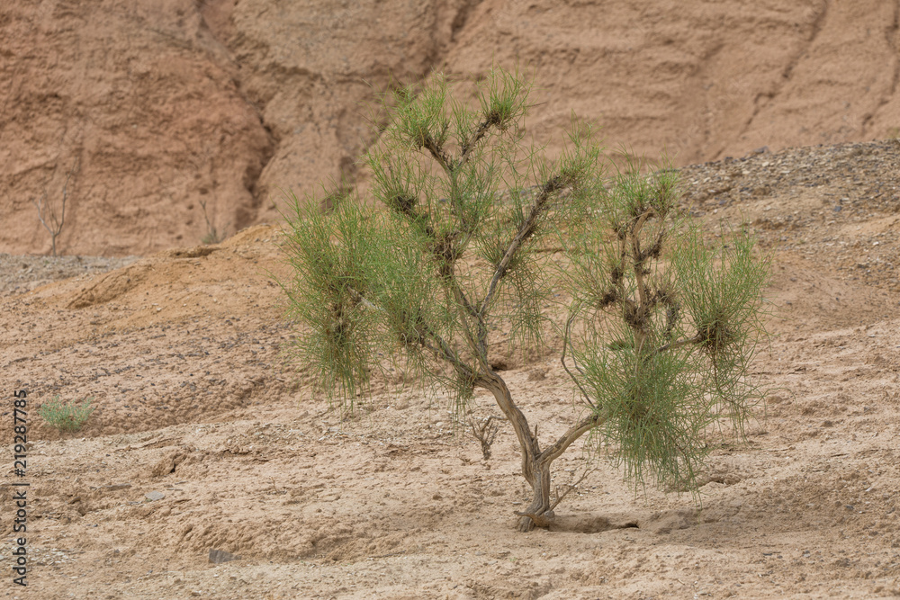 desert green tree, saxaul