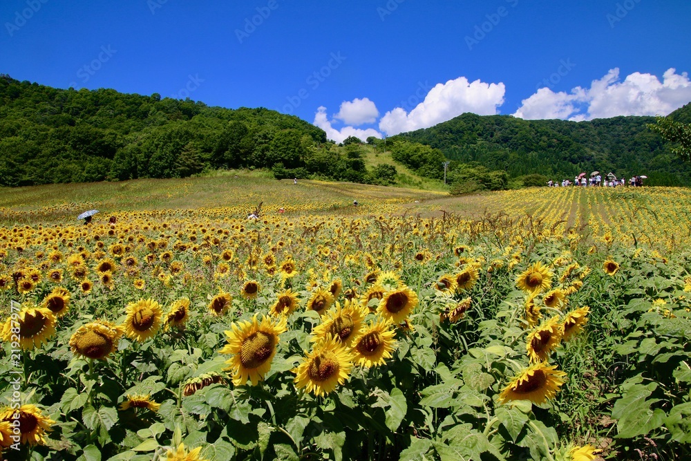 Fototapeta premium 三ノ倉高原のヒマワリ（福島県・喜多方市）